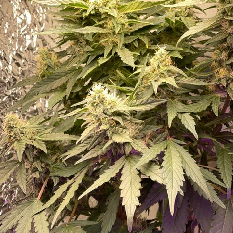 Auto Whiteberry growlog timeline photo