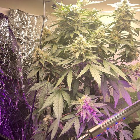Auto Whiteberry growlog timeline photo