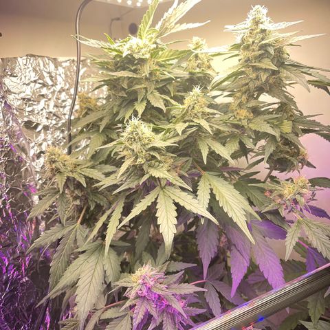 Auto Whiteberry growlog timeline photo