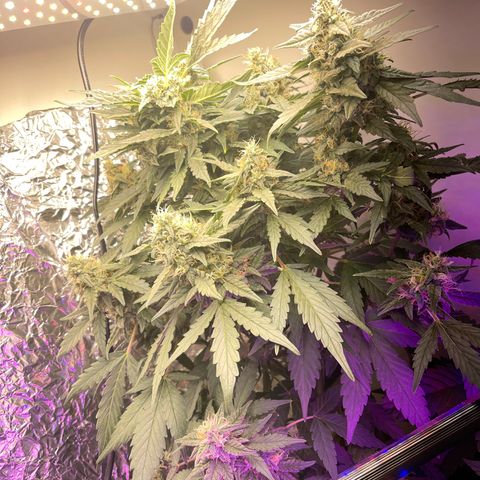 Auto Whiteberry growlog timeline photo