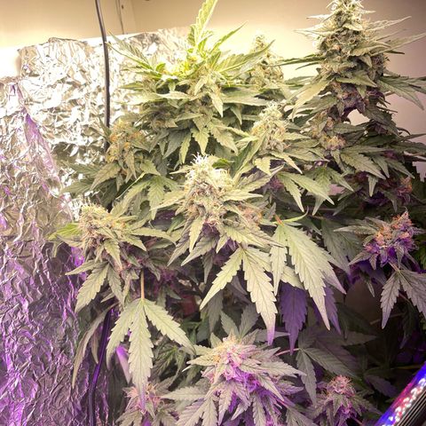 Auto Whiteberry growlog timeline photo