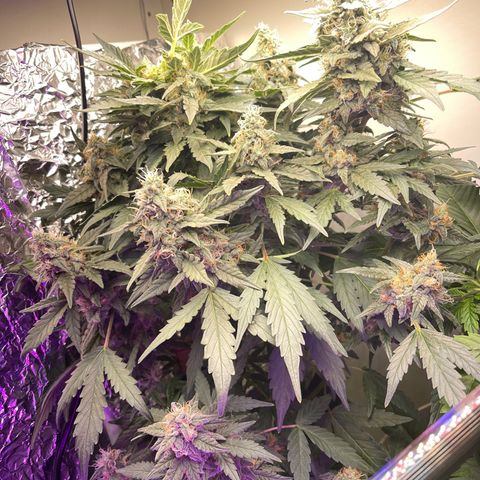 Auto Whiteberry growlog timeline photo