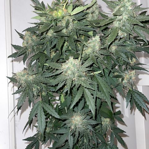 Auto Whiteberry growlog timeline photo