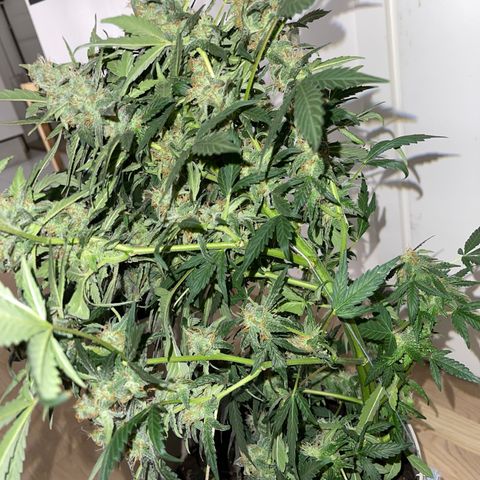 Auto Whiteberry growlog timeline photo