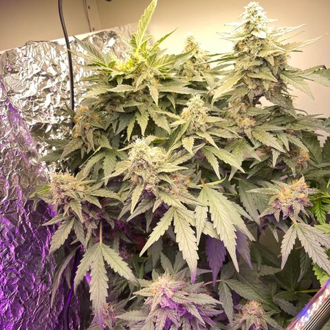 Auto Whiteberry growlog timeline photo