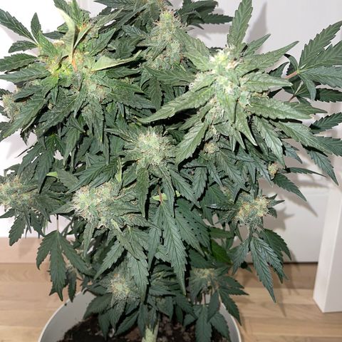 Auto Whiteberry growlog timeline photo