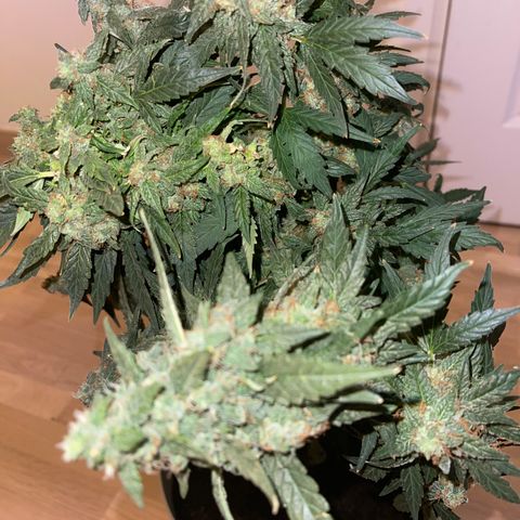 Auto Whiteberry growlog timeline photo