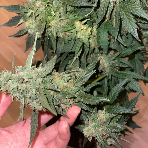 Auto Whiteberry growlog timeline photo