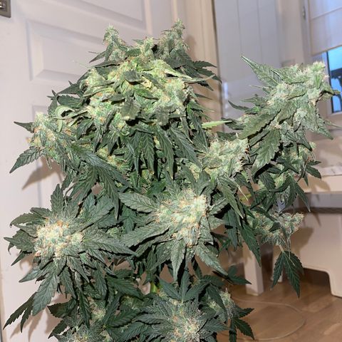 Auto Whiteberry growlog timeline photo