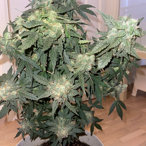 Auto Whiteberry growlog timeline photo