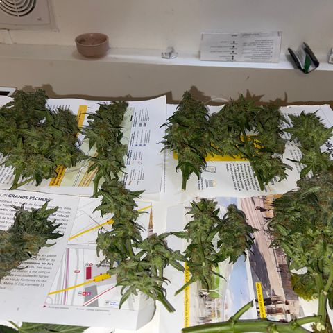 Auto Whiteberry growlog photo: Main harvest