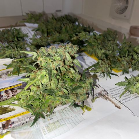 Auto Whiteberry growlog photo: Main harvest