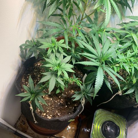 Tutankhamon pyramid seeds growlog photo: Planta ainda pequena estava na segunda rega com 1L e 4 ml e uma pá de flowermind 