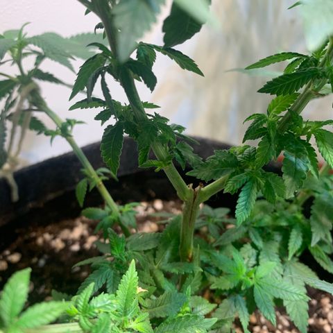 Tutankhamon pyramid seeds growlog photo: O caule principal estava rachado e foi amarrado há algumas semanas atrás, hoje foi tirado a amarra e ele continua aberto. Prestar atenção progresso da planta 