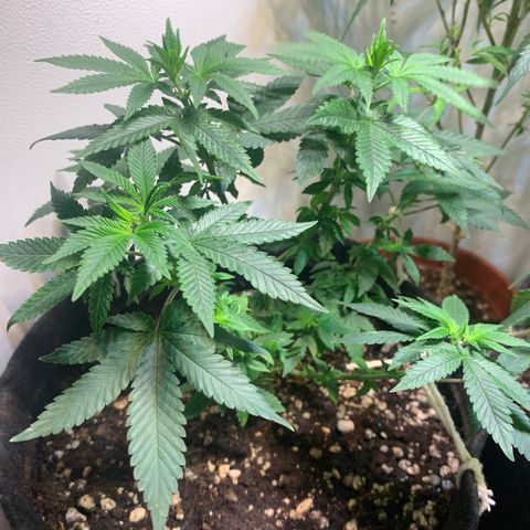Tutankhamon pyramid seeds growlog photo: O caule principal estava rachado e foi amarrado há algumas semanas atrás, hoje foi tirado a amarra e ele continua aberto. Prestar atenção progresso da planta 