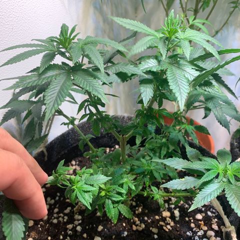 Tutankhamon pyramid seeds growlog timeline photo