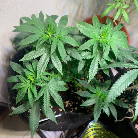 Tutankhamon pyramid seeds growlog timeline photo