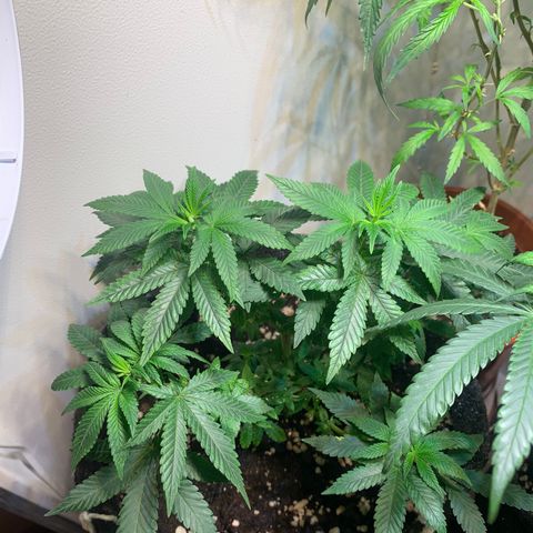 Tutankhamon pyramid seeds growlog timeline photo