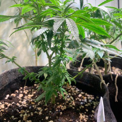 Tutankhamon pyramid seeds growlog timeline photo