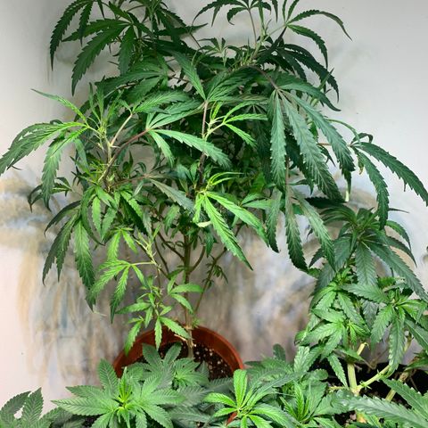 Semente regular (adotada Léo negao) growlog timeline photo