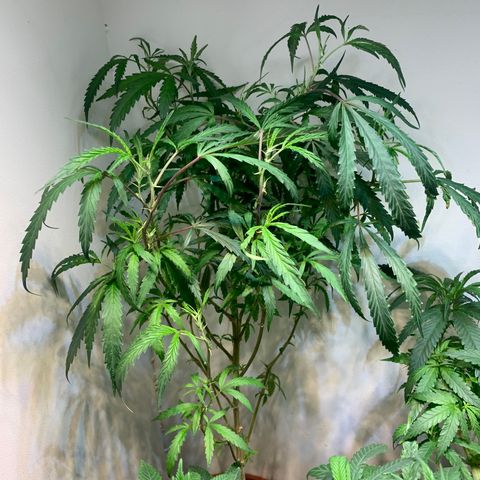 Semente regular (adotada Léo negao) growlog timeline photo
