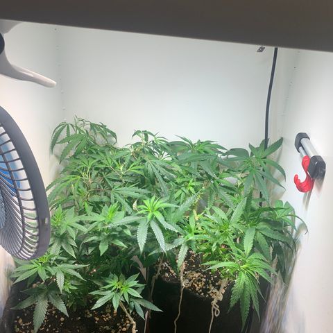 Semente regular (adotada Léo negao) growlog timeline photo