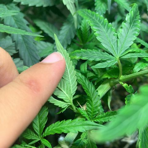 Semente regular (adotada Léo negao) growlog photo: Após a terceira semana de floração verificar caules que vão dar pipocas e retirá-los. Fazer uma defoliação na próxima semana 