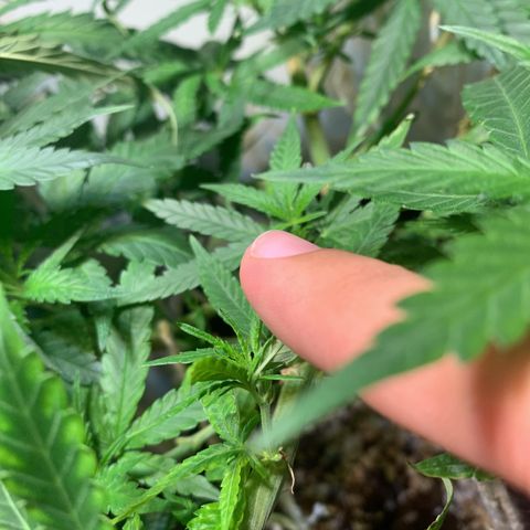 Semente regular (adotada Léo negao) growlog photo: Após a terceira semana de floração verificar caules que vão dar pipocas e retirá-los. Fazer uma defoliação na próxima semana 