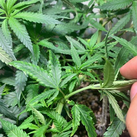 Semente regular (adotada Léo negao) growlog photo: Após a terceira semana de floração verificar caules que vão dar pipocas e retirá-los. Fazer uma defoliação na próxima semana 