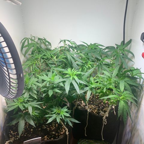 Semente regular (adotada Léo negao) growlog photo: Após a terceira semana de floração verificar caules que vão dar pipocas e retirá-los. Fazer uma defoliação na próxima semana 