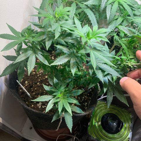 Tutankhamon pyramid seeds growlog timeline photo