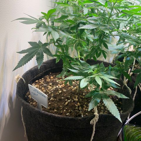 Tutankhamon pyramid seeds growlog timeline photo