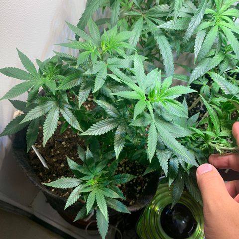 Tutankhamon pyramid seeds growlog timeline photo