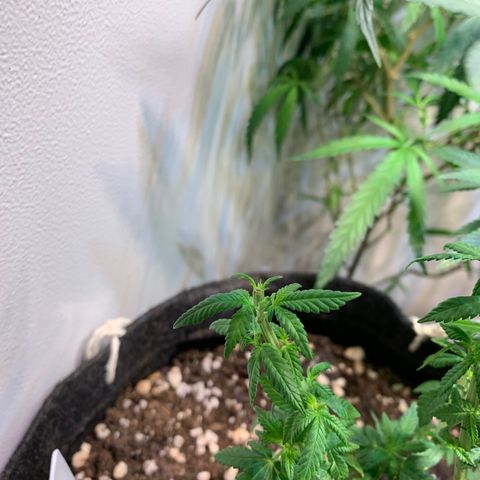 Tutankhamon pyramid seeds growlog photo: Um dos topos foi podado( mau jeito na defoliação). Foto fixada