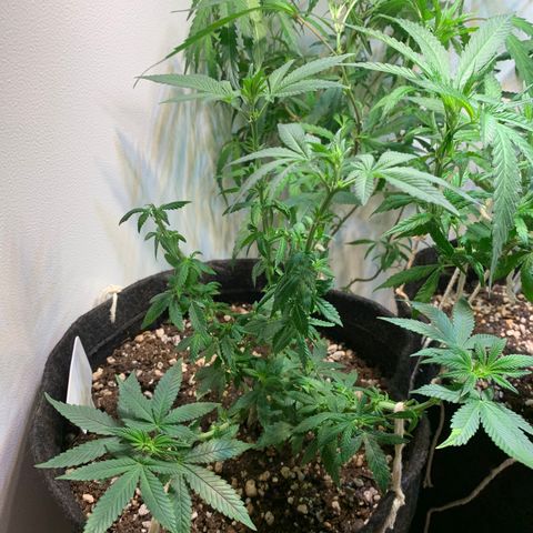 Tutankhamon pyramid seeds growlog photo: Um dos topos foi podado( mau jeito na defoliação). Foto fixada