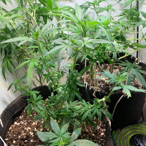 Tutankhamon pyramid seeds growlog photo: Um dos topos foi podado( mau jeito na defoliação). Foto fixada