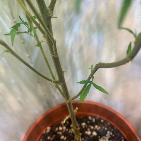 Semente regular (adotada Léo negao) growlog timeline photo