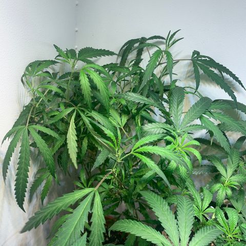 Semente regular (adotada Léo negao) growlog timeline photo