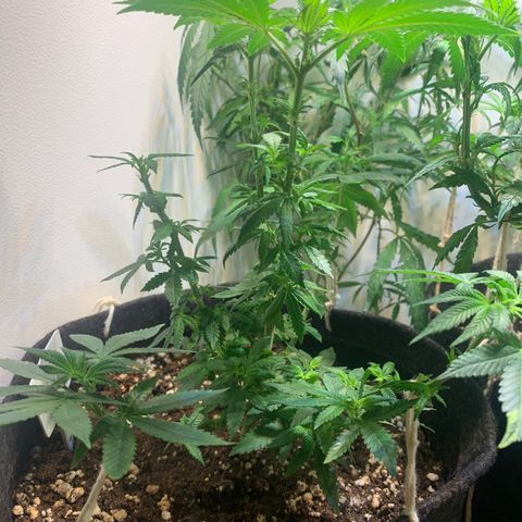 Tutankhamon pyramid seeds growlog timeline photo