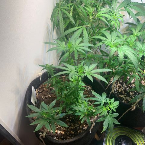 Tutankhamon pyramid seeds growlog timeline photo