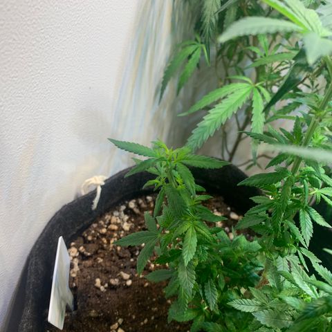 Tutankhamon pyramid seeds growlog timeline photo