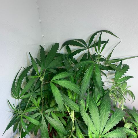 Semente regular (adotada Léo negao) growlog photo: Mostrou o sexo feminino 😁