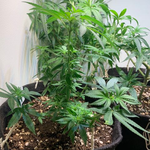 Tutankhamon pyramid seeds growlog photo: Mostrou o sexo feminino 😄