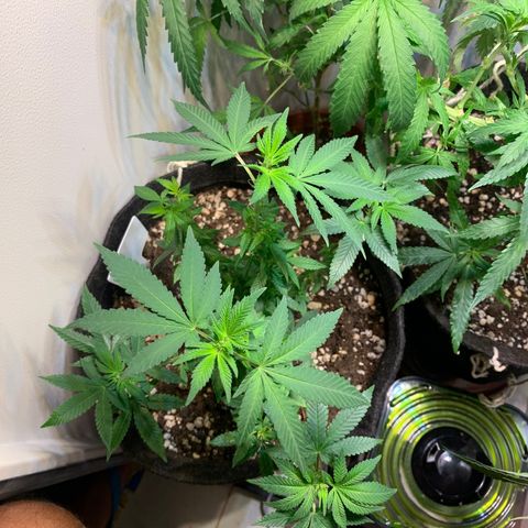 Tutankhamon pyramid seeds growlog photo: Mostrou o sexo feminino 😄