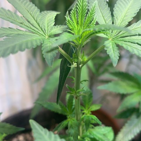 Tutankhamon pyramid seeds growlog photo: Mostrou o sexo feminino 😄