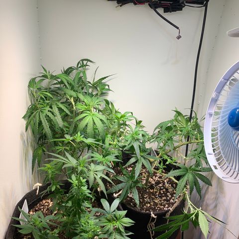 Semente regular (adotada Léo negao) growlog timeline photo