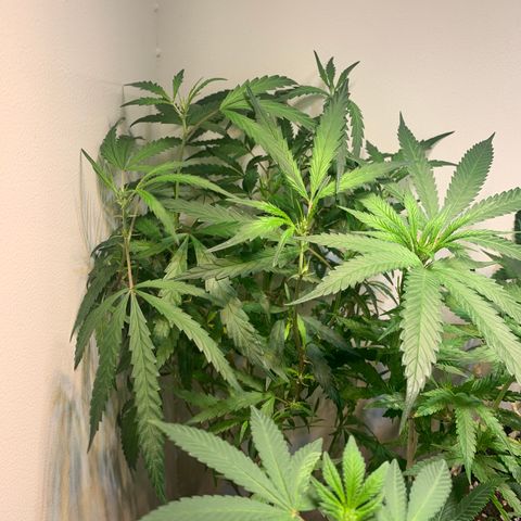 Semente regular (adotada Léo negao) growlog timeline photo