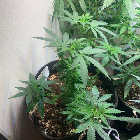 Tutankhamon pyramid seeds growlog timeline photo