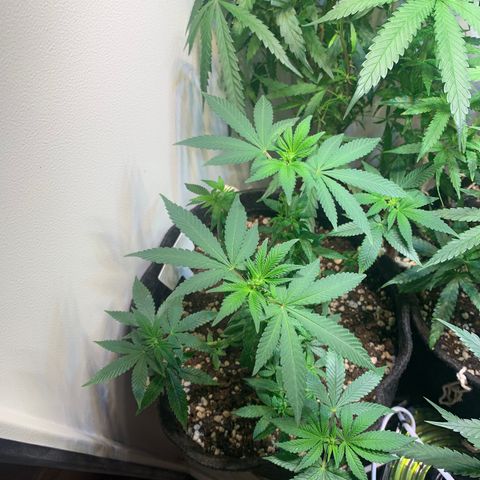 Tutankhamon pyramid seeds growlog timeline photo