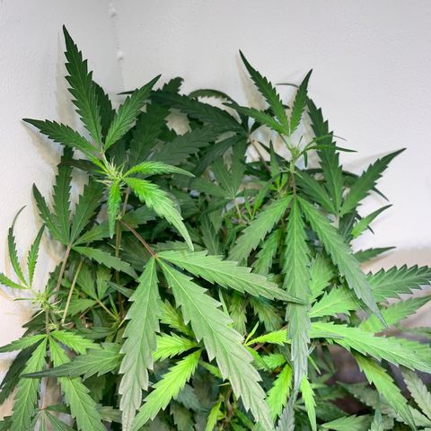 Semente regular (adotada Léo negao) growlog timeline photo